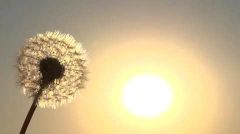 The wind blows away dandelion seeds. Slow motion 240 fps. Stock-Footage 55878612