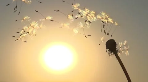 The wind blows away dandelion seeds. Slow motion 240 fps. Stock-Footage 55878645