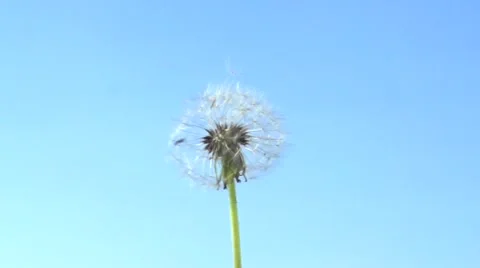The wind blows away dandelion seeds Stockbeeldmateriaal 56050600