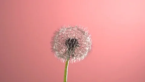 The wind blows away dandelion seeds on a pink background. Vídeo Stock 70959826