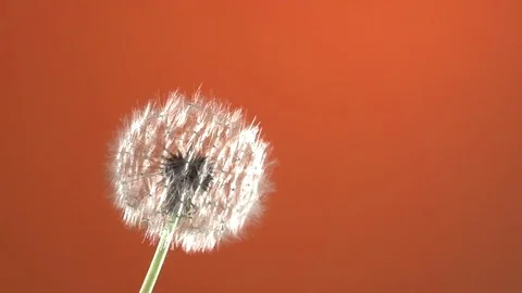 The wind blows away dandelion seeds on terracotta background. Video stock 71336382