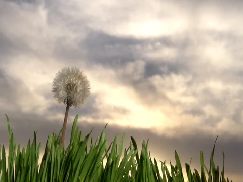 The wind blows away dandelion seeds at sunset / sunrise. Vídeo Stock 75480931