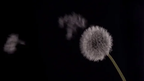 The wind blows away dandelion seeds on a black background. Slow motion. Video stock 76967763