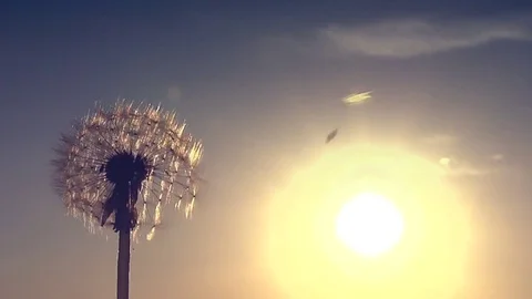The wind blows away dandelion seeds. Video stock 77689687