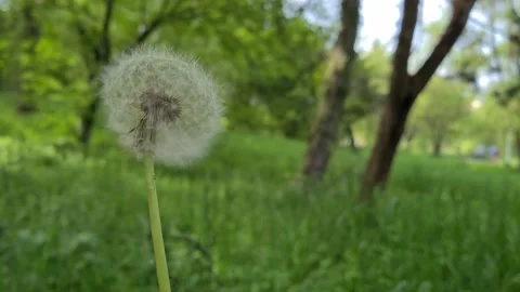 The Wind Blows Away Dandelion Seeds. Видео 155281996