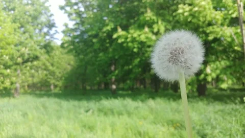The Wind Blows Away Dandelion Seeds. Vidéo 155282024