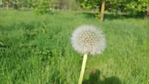 The Wind Blows Away Dandelion Seeds. Video stock 155282064