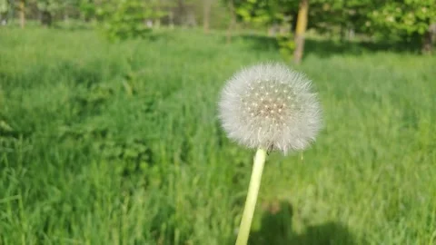 The Wind Blows Away Dandelion Seeds. Stockbeeldmateriaal 155282078