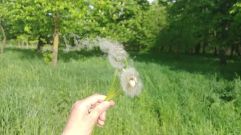 The Wind Blows Away Dandelion Seeds. Видео 155282116