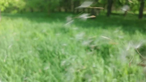 The Wind Blows Away Dandelion Seeds. Vidéo 155282131