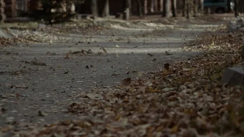 Wind blows away dry orange leaves on the ground. Stock Footage 165980847