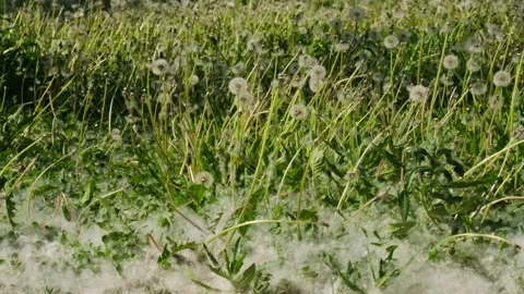 The wind blows away the fluff and lifts it into the air. The seeds are scattered Stock Footage 278549717