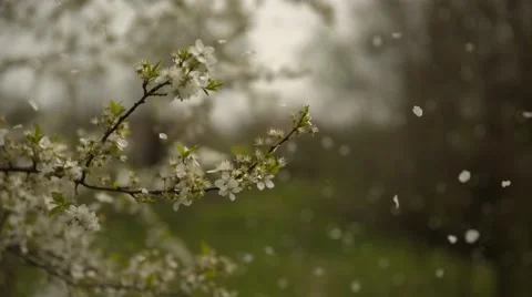 Wind blows away the petals Stock Footage 63135117