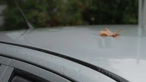 The wind blows away a yellowed fallen leaf from a wet car roof Stock Footage 287312603