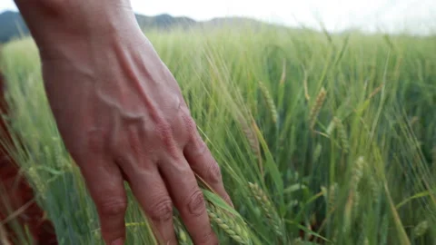 The wind blows the barley in the field Stock Footage 252871120