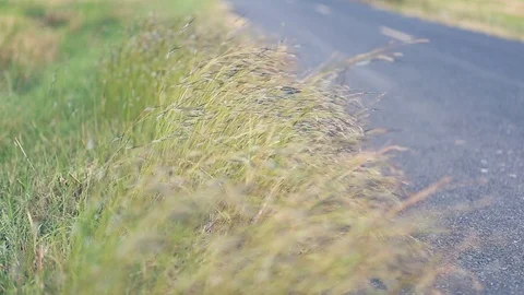 The wind blows beautifully. Grass hit the wind  Stock Footage 106493240