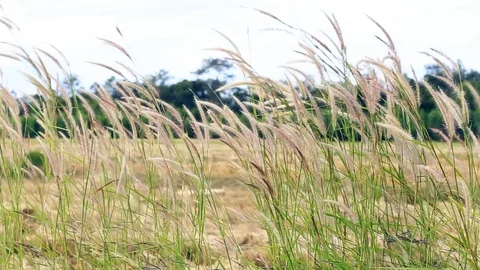 The wind blows beautifully. Grass hit the wind  Stock Footage 106493652