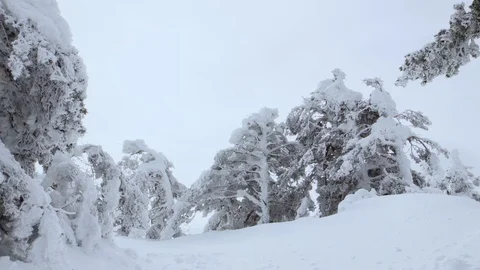 The wind blows between frozen trees raising snow dust Stock Footage 86494524