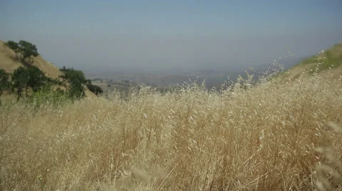 Wind blows blades of grass &amp; hay on rolling hills and pans Stockbeeldmateriaal 31744365