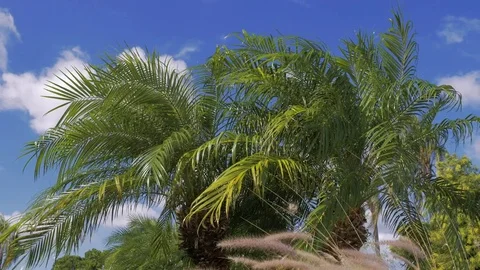 The wind blows branches of a palm tree and clouds Stock Footage 84589730
