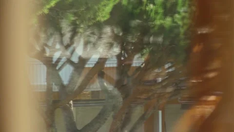 The wind blows the branches of the pines. Abstract reflection of green pine Stock Footage 179434783