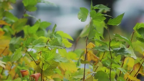 The wind blows bright yellow and orange foliage on a bush in the fall during Stock Footage 277208515