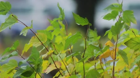 The wind blows bright yellow and orange foliage on a bush in the fall during Stock Footage 291671303