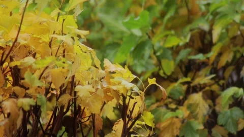 The wind blows bright yellow and orange foliage on a bush in the fall during Stock Footage 291672263