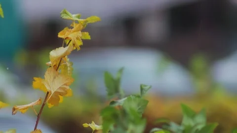 The wind blows bright yellow and orange foliage on a bush in the fall during Stock Footage 291673634