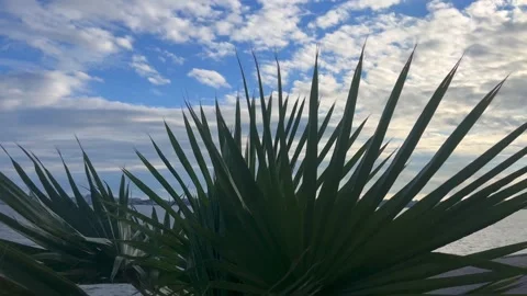 The wind blows on the bush Stock Footage 303922139