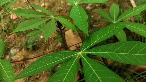 The wind blows the cassava leaves in the yard Stock Footage 221910512