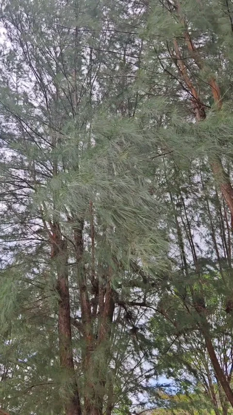 Wind blows Casuarina Trees on the beach Video stock 333606844
