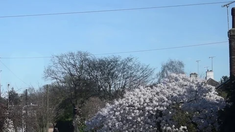 Wind Blows Cherry Blossom Tree Blowing in Town Scene Stock Footage 73801392
