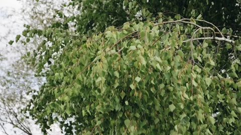 The wind blows on a cloudy day and the branches of the tree move from the wind Stock Footage 266554514