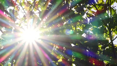 Wind blows Coccoloba (sea grape) leaves as sun creates tropical lens flare Stock Footage 154650197