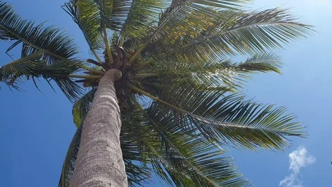 The wind blows on a coconut palm with a blue sky background Stock Footage 127428954