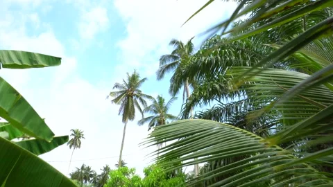 Wind blows coconut tree leaves in a suburb area Stock Footage