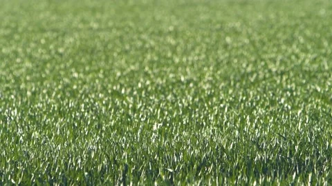 Wind blows the corn field, which the sun shines through in nature. Stock Footage 130290091