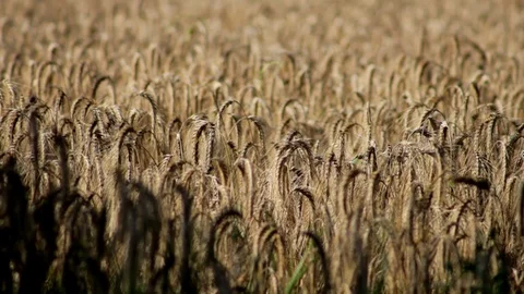 The wind blows on a cornfield Stock Footage 93782965