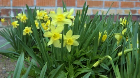 The wind blows on daffodils. Video stock 90440617