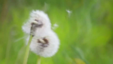The wind blows a dandelion in the field. Dandelion seeds close-up. 스톡 동영상 130360514