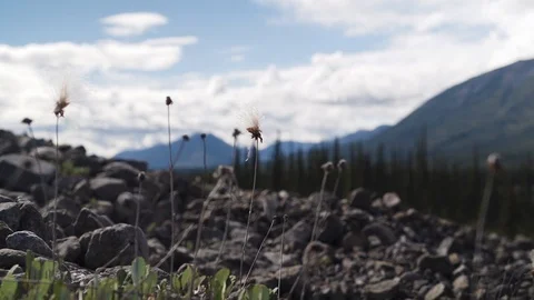 Wind blows dandelions by Nahanni River Stock Footage 92364798