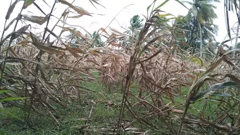 The wind blows the dry cornfield Stock Footage 217917794