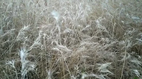 The wind blows dry grass. Horizontal format. Beja, Portugal. Stock Footage 133254876