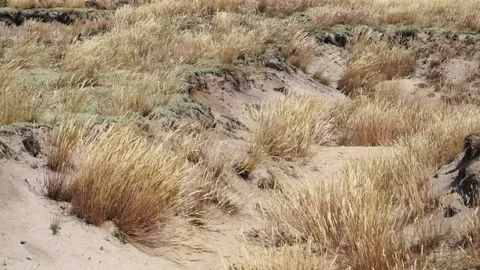 The wind blows dry grass on the sandy hills. Stock Footage 135549955