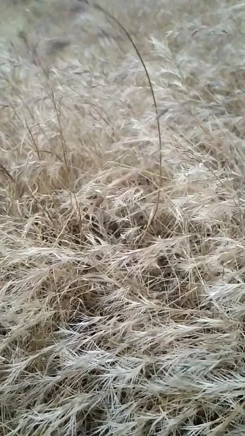 The wind blows dry grass. Vertical format. Beja, Portugal. Stock Footage 133254870