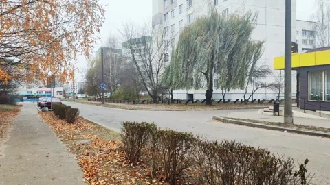 The wind blows dry leaves from trees in the city. Late autumn, early winter Stock Footage 289528433