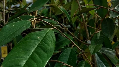 The wind blows the durio leaves in the yard Stock Footage 221910511