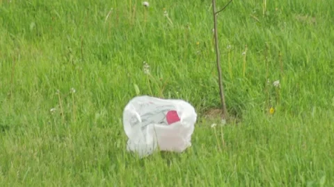 The wind blows an empty plastic bag over the grass in the park. The concept of Stock Footage 157444304