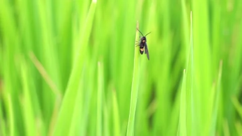 The wind blows the end of the green leaves in the rainy season. Stock-Footage 143836744